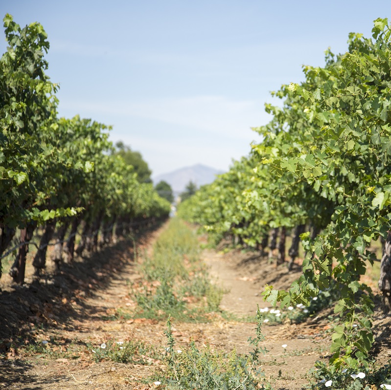 Campos Family Vineyards Contra Costa County