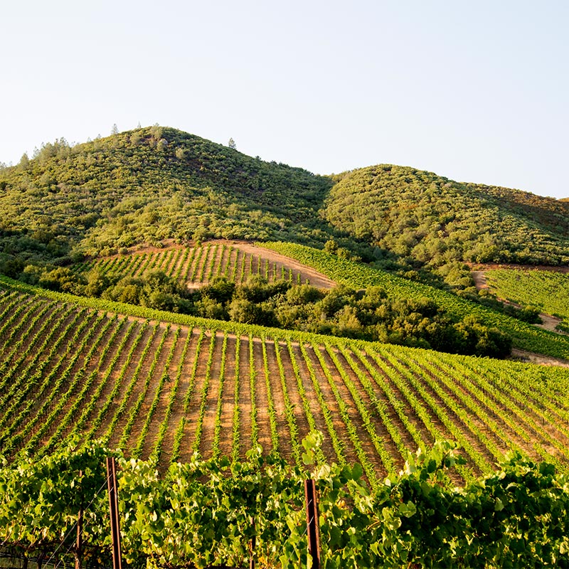 Rorick Heritage Vineyard, Sierra Foothills AVA